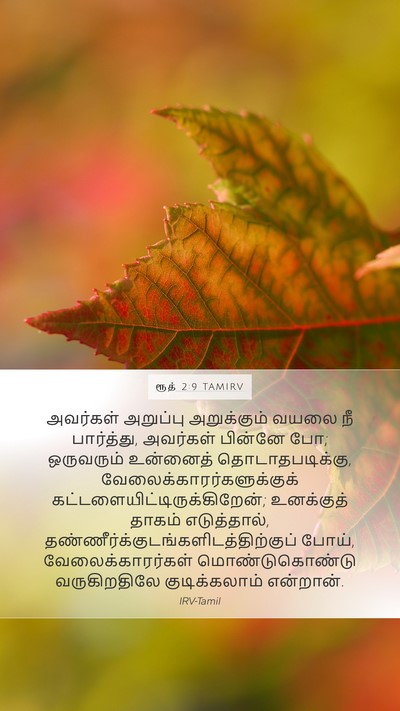 ரூத் 2:9 TAMIRV Mobile Phone Wallpaper - அவர்கள் அறுப்பு - Mobile Bible Verse Wallpaper