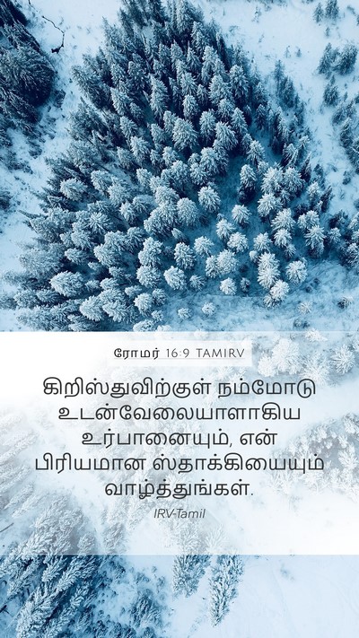 ரோமர் 16:9 TAMIRV Bible Verse Image