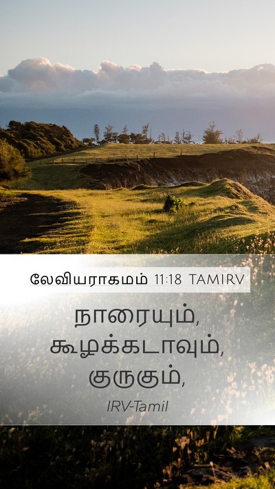 லேவியராகமம் 11:18 TAMIRV Mobile Phone Wallpaper - நாரையும், - Mobile Bible Verse Wallpaper