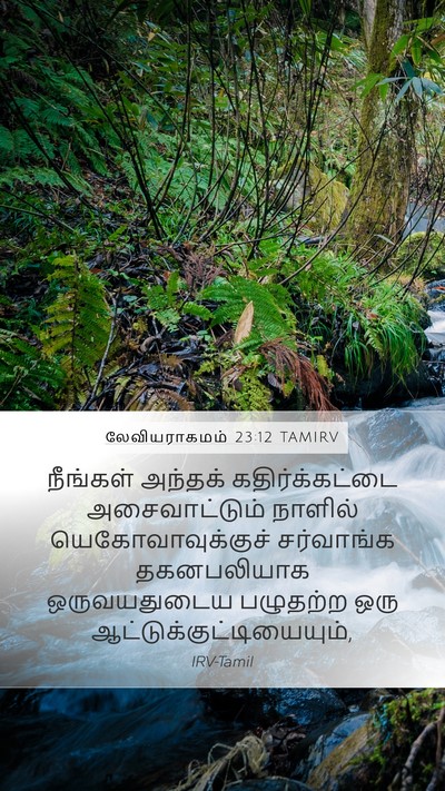 லேவியராகமம் 23:12 TAMIRV Bible Verse Image